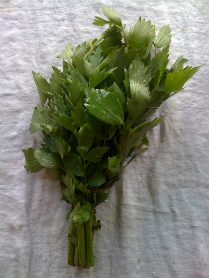 lovage