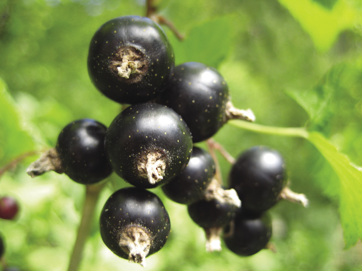 Black Currants