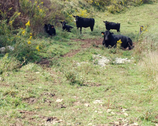 wilson farm angus lauren wilson