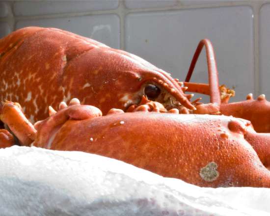 lobster flickr davehoban147
