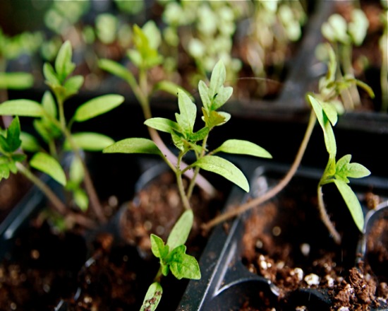 seedlings Flickr/stevendepolo
