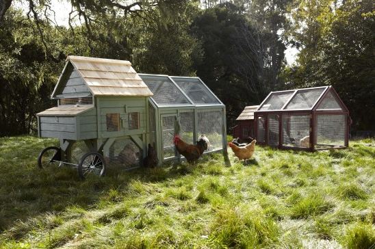 chickencoop_williamssonoma