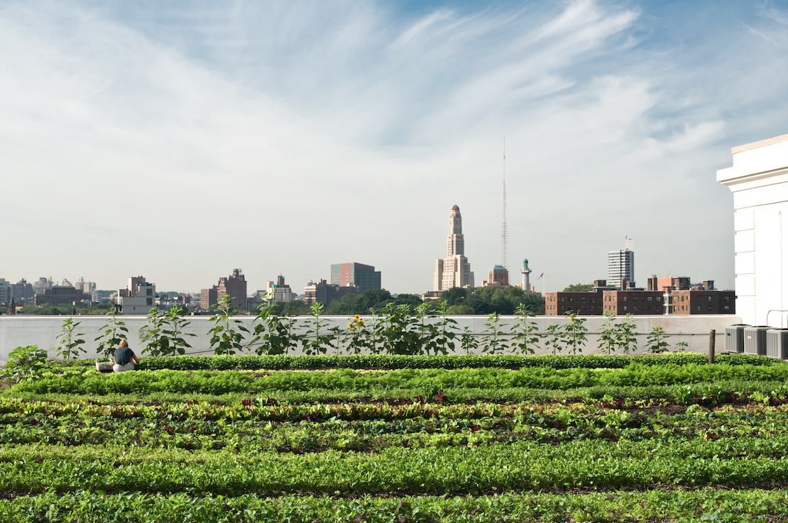 brooklyn grange valery rizzo