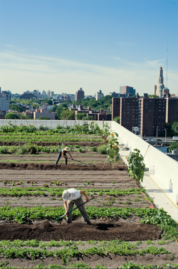 brooklyn grange valery rizzo