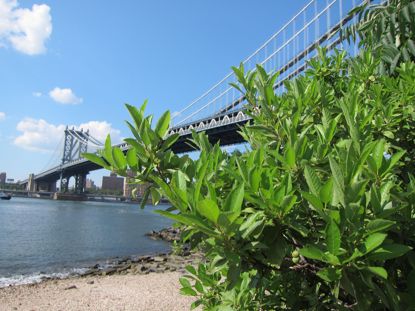 beach plum brooklyn bridge park