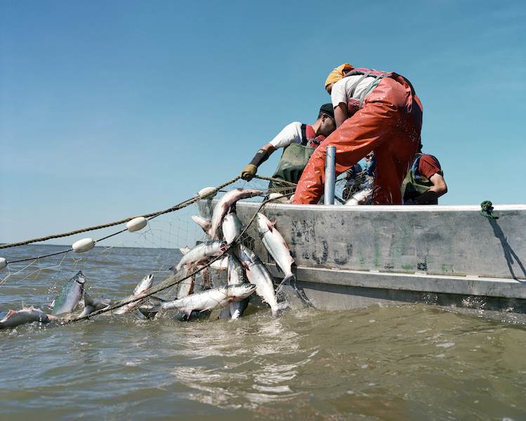 bristol bay salmon 3