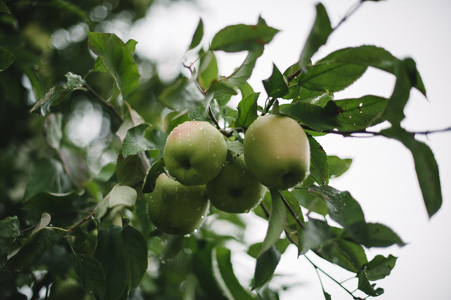 2014_PKolts_CiderMakers_0299