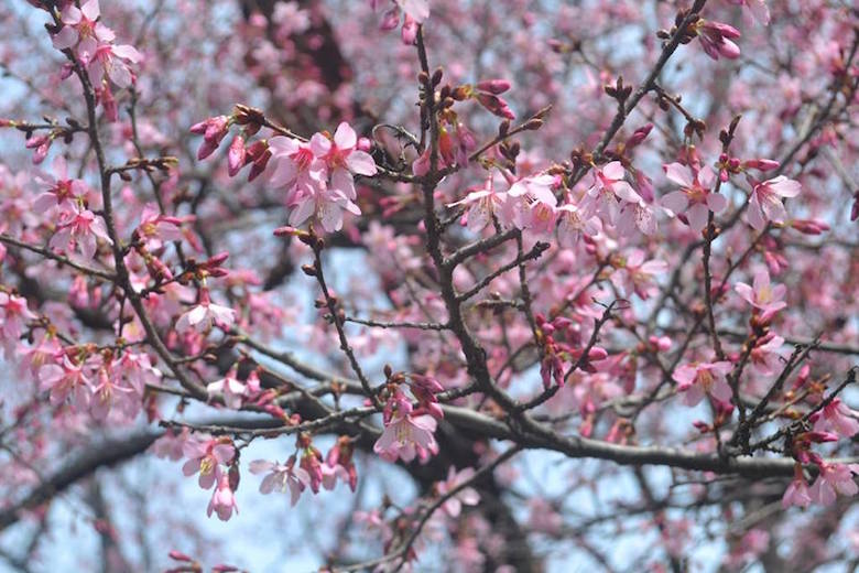 brooklyn botanic garden