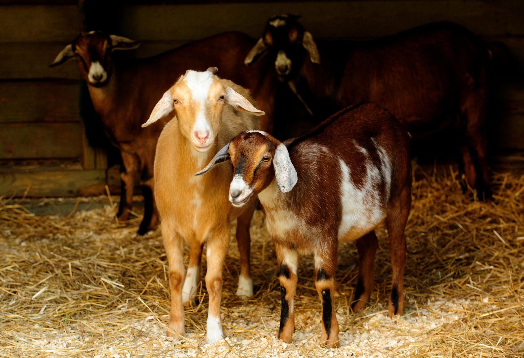 goats prospect park