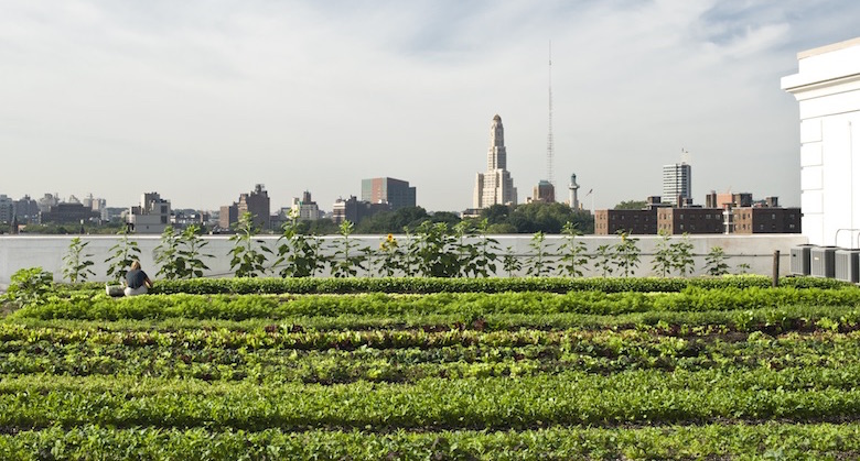 Rooftop Farmer harvesting greens, Brooklyn Grange Rooftop Farm, Brooklyn Navy Yard.