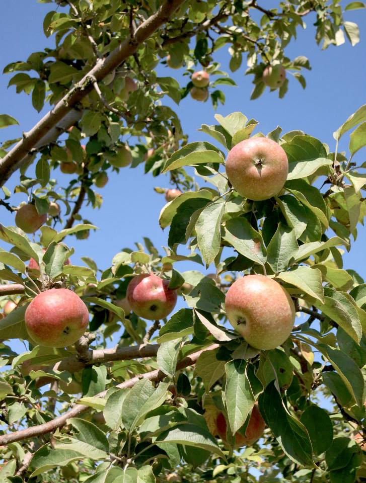 twin star orchards