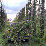 Hop Harvest 2016