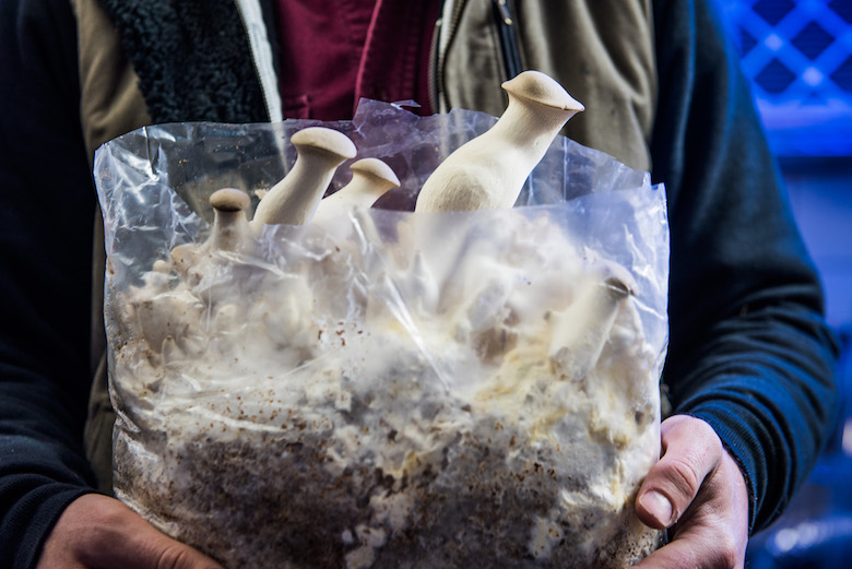Smallhold - Trumpet mushrooms growing inside bags with sawdust.