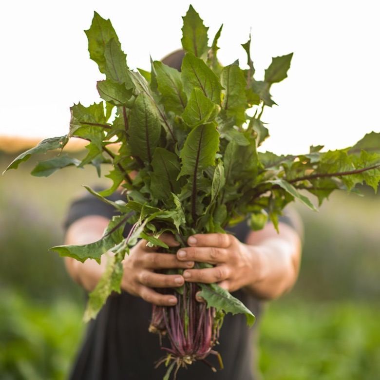 Garnet-Stem Chicory, a rustic vegetable variety by Katelyn Knapp