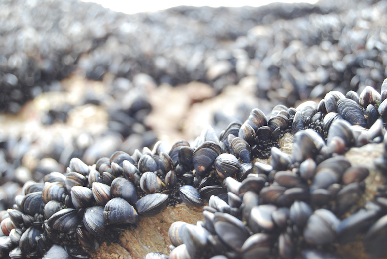 mussels