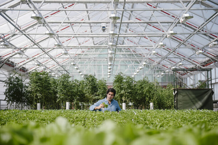 gothamgreens