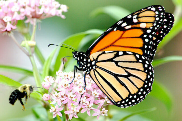 monarchmilkweed