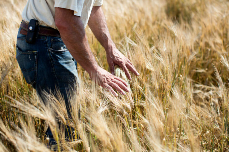 2015_SGBleicher_Local_Grains_Miglioreli_005-870x580