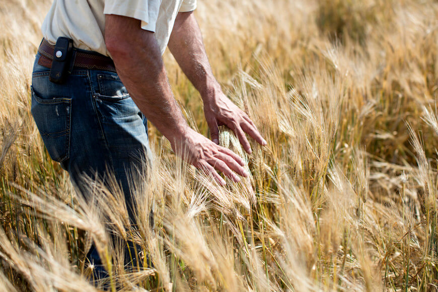 2015_SGBleicher_Local_Grains_Miglioreli_005-870x580
