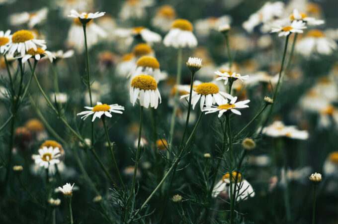 chamomile