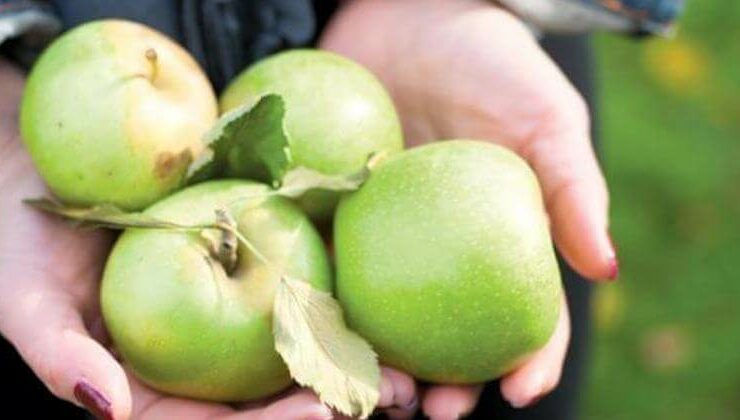 newton pippin apple