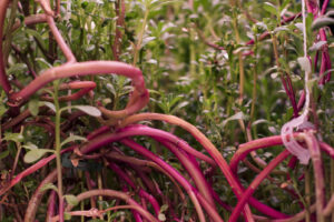 farm one indoor agriculture new york city