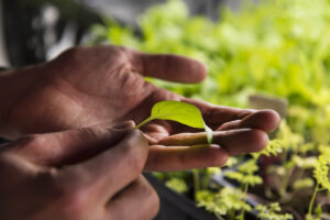 farm one indoor agriculture new york city
