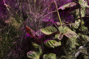 farm one indoor agriculture new york city