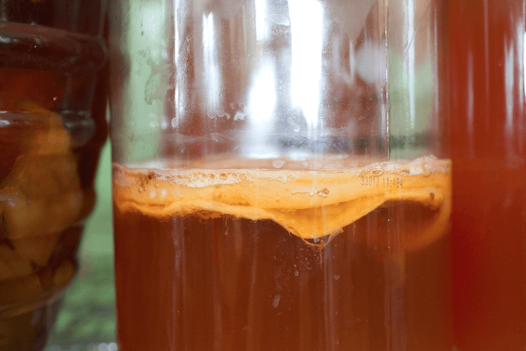 kombucha