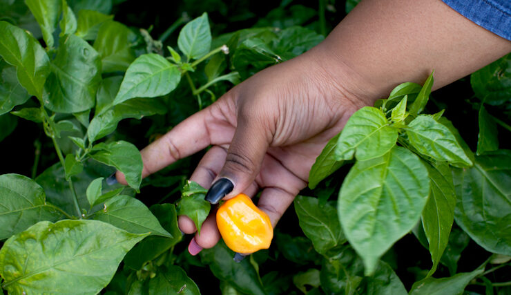 2015_EastNYFarms_ChrisSimpson_087