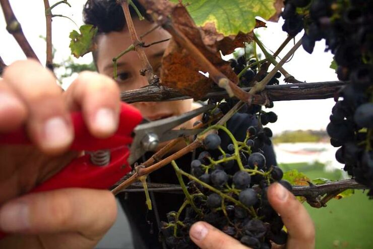 new-york-city-grape-village-vines