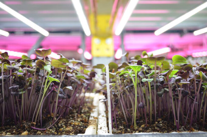 edenworks-aquaponics-new-york-city