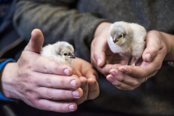 farm roots urban agriculture