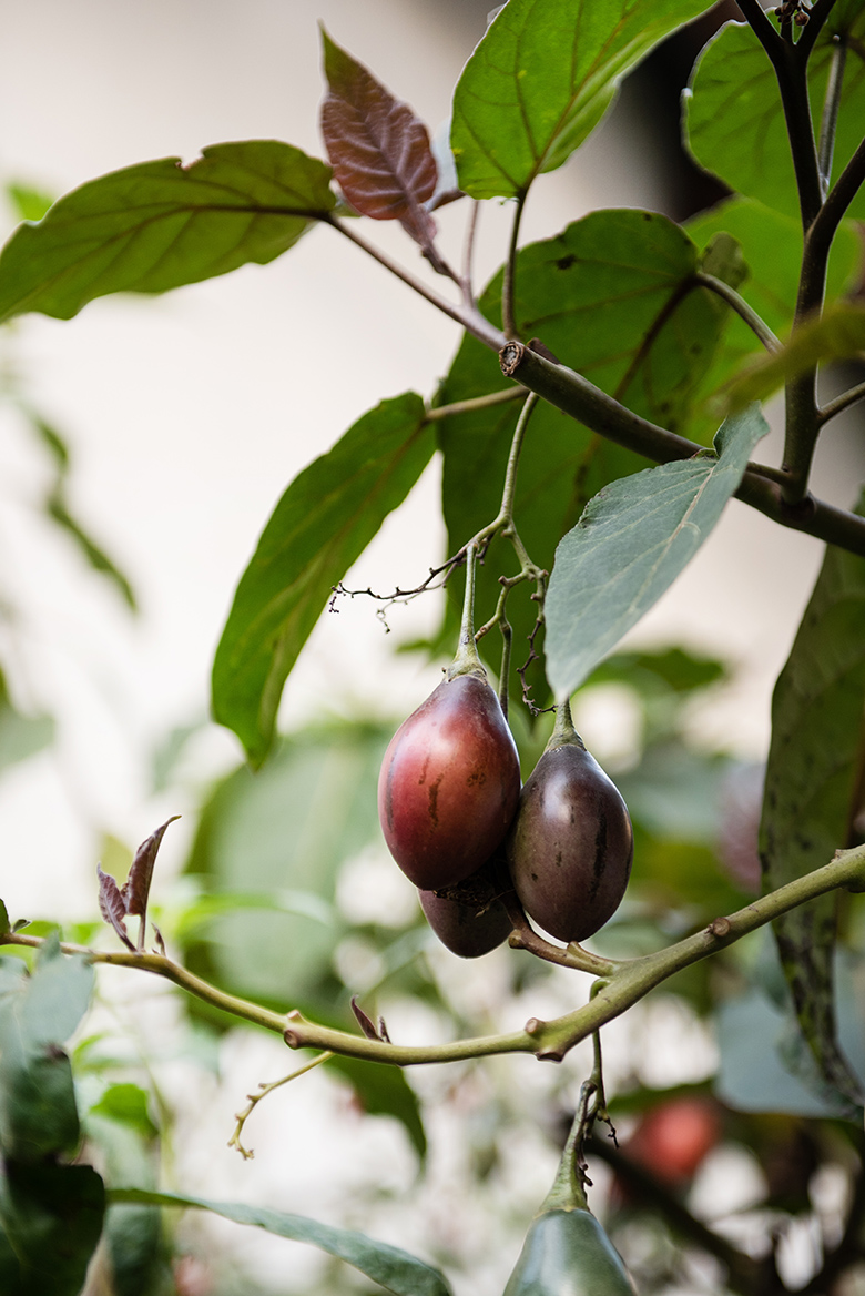 el-albergue-2019_Peru