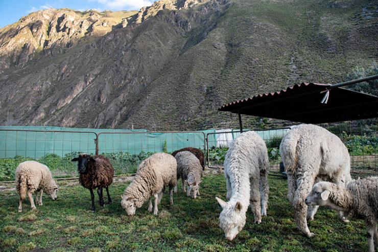 el-albergue-2019_Peru