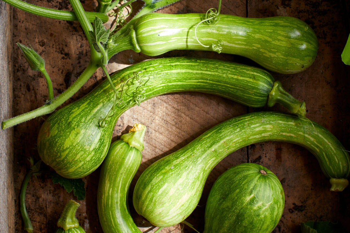 green summer squash arranged in a wooden garden box