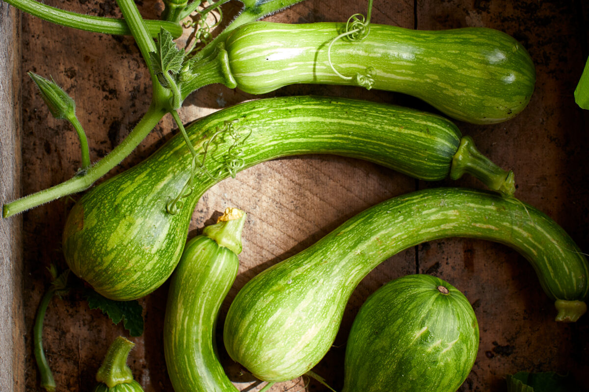 green summer squash arranged in a wooden garden box